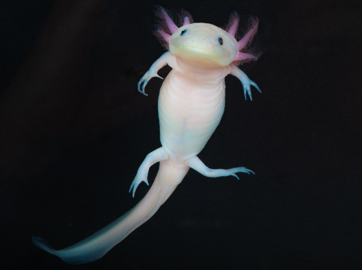 Axolotl image 3