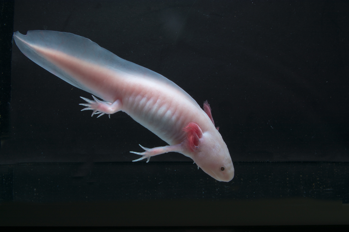 Axolotl image 2